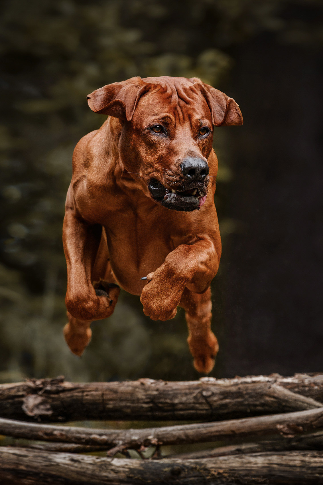 СПОРТ